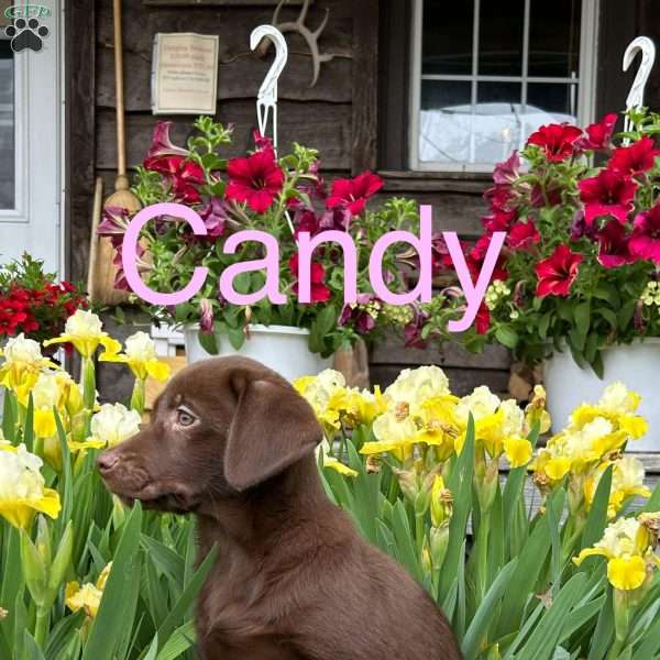 Candy, Chocolate Labrador Retriever Puppy